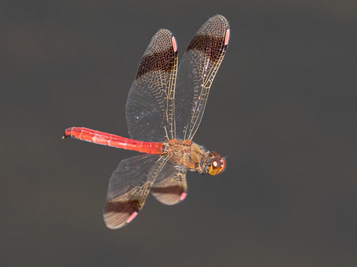 Sympetrum pedemontanum male in flight-3.jpg